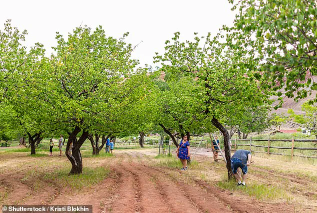 Historic Fruit Trees at Capitol Reef National Park Fail to Bear Fruit, Disappointing Visitors