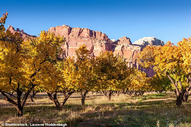 Historic Fruit Trees at Capitol Reef National Park Fail to Bear Fruit, Disappointing Visitors