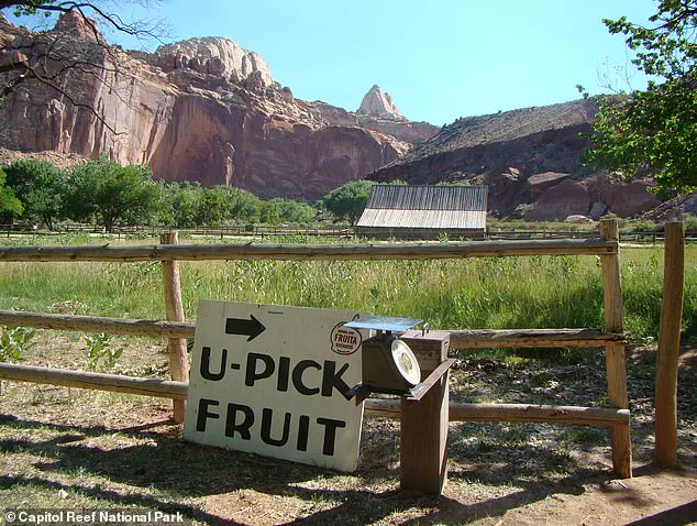 Historic Fruit Trees at Capitol Reef National Park Fail to Bear Fruit, Disappointing Visitors