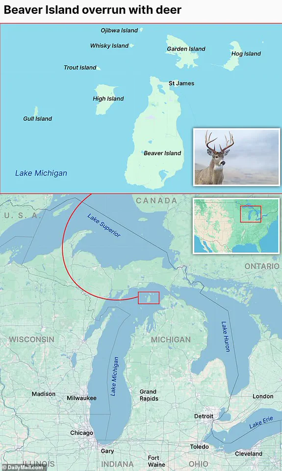 Beaver Island's Deer Overpopulation Crisis Threatens Fragile Ecosystem as Three Deer Per Resident Devour Native Flora