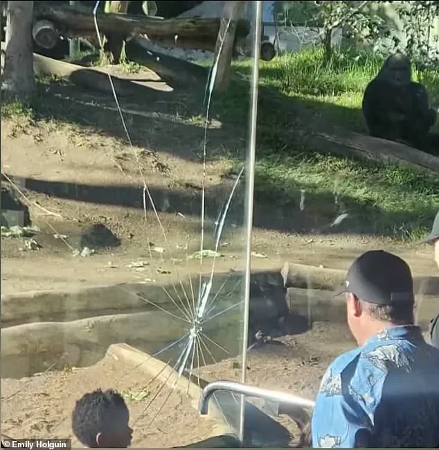 San Diego Zoo in Panic as Western Lowland Gorilla Shatters Barrier, Sending Shockwaves Through Community