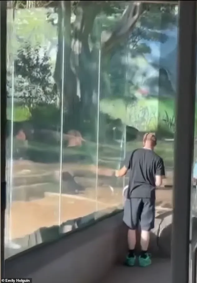 San Diego Zoo in Panic as Western Lowland Gorilla Shatters Barrier, Sending Shockwaves Through Community