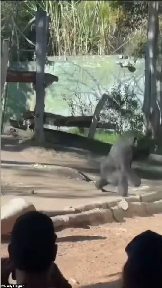 San Diego Zoo in Panic as Western Lowland Gorilla Shatters Barrier, Sending Shockwaves Through Community