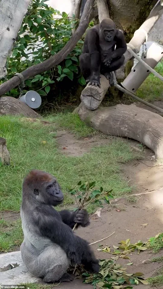 San Diego Zoo in Panic as Western Lowland Gorilla Shatters Barrier, Sending Shockwaves Through Community