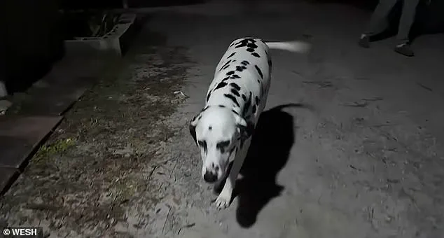 Coffee Incident Sparks Immigration Debate as Finnish Woman Faces Deportation in Florida