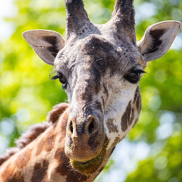 Beloved Masai Giraffe Kiko Dies in 'Heartbreaking Freak Accident' at Toronto Zoo: 'True to His Curious Nature...' Says Officials