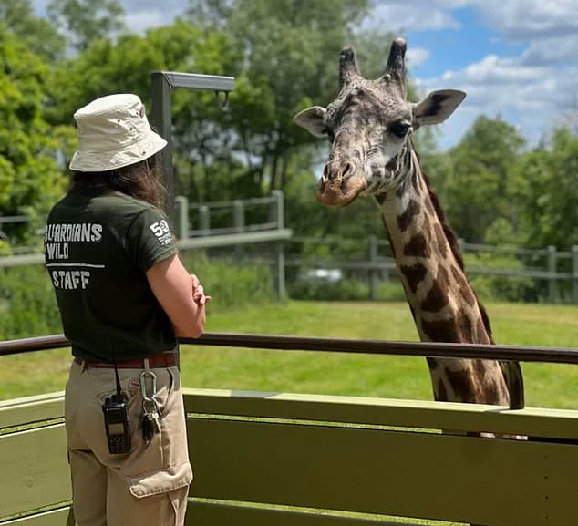 Beloved Masai Giraffe Kiko Dies in 'Heartbreaking Freak Accident' at Toronto Zoo: 'True to His Curious Nature...' Says Officials