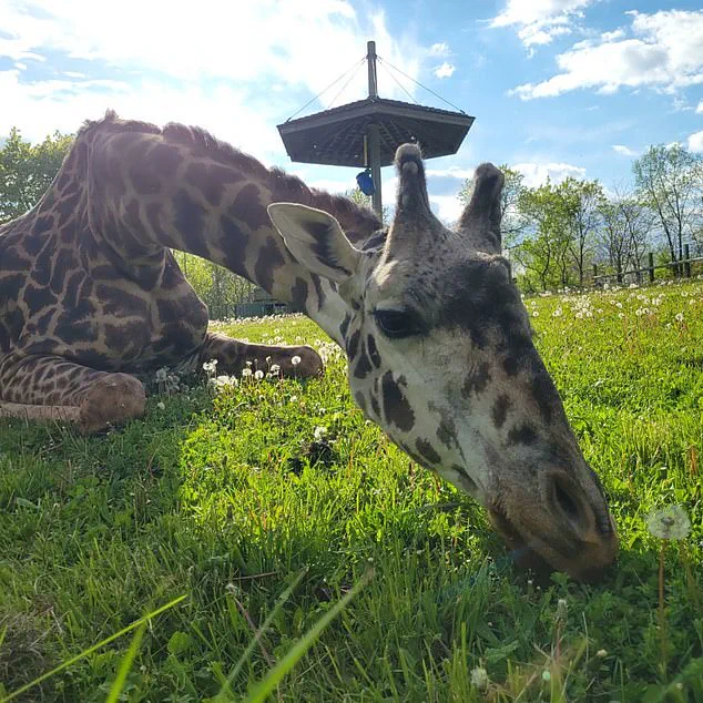 Beloved Masai Giraffe Kiko Dies in 'Heartbreaking Freak Accident' at Toronto Zoo: 'True to His Curious Nature...' Says Officials