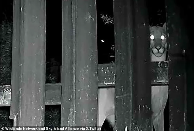 Controversial U.S. Border Wall 'Doggy Doors' Plan Under Scrutiny for Environmental Impact