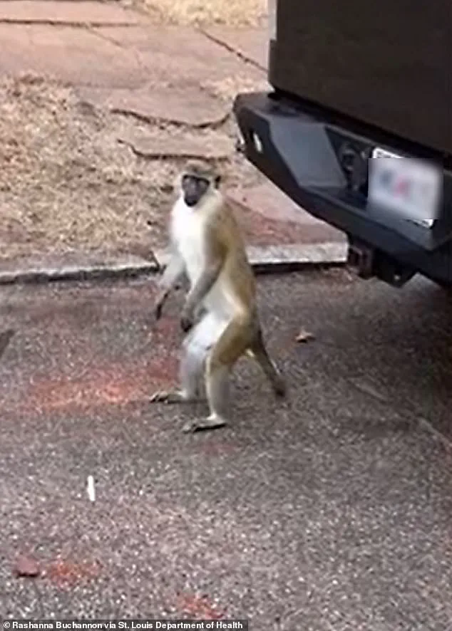 Exclusive: St. Louis Officials in Secret Effort to Contain Vervet Monkey Invasion