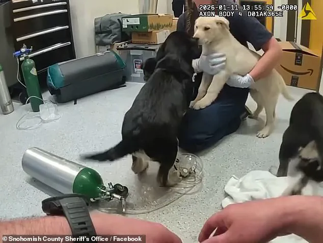 Six Puppies Rushed to Fire Station in Critical Condition After Suspected Opioid Overdose in Washington State