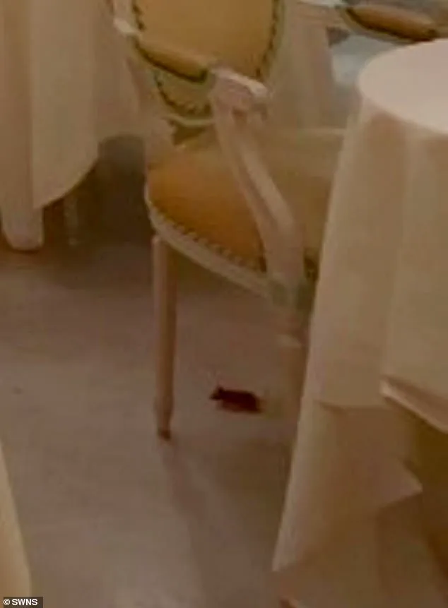 Luxury Hotel Faces Unwanted Crisis as Mouse Intrudes During Afternoon Tea at The Ritz London