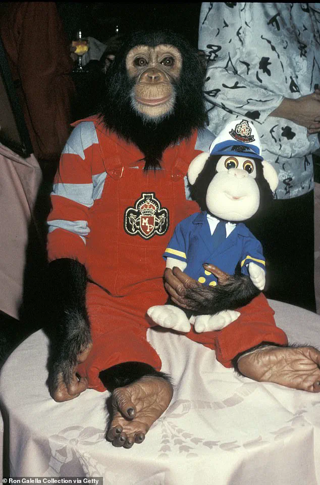 Bubbles the Chimpanzee: From Michael Jackson's Pop Culture Companion to Quiet Retirement
