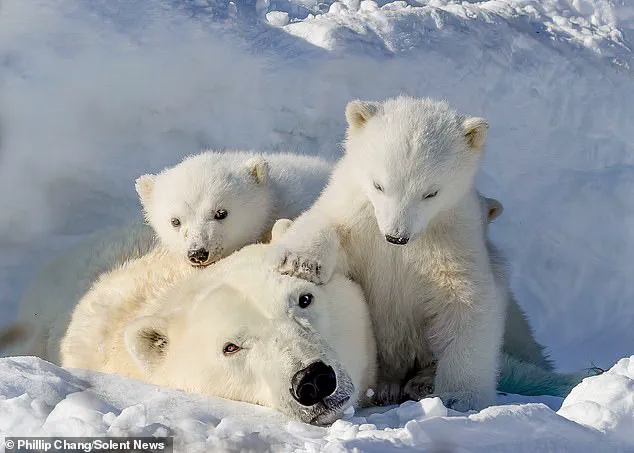 Heartwarming Arctic Moment: Polar Bear Cubs Snuggle as Mother Naps, Highlighting Urgent Conservation Needs