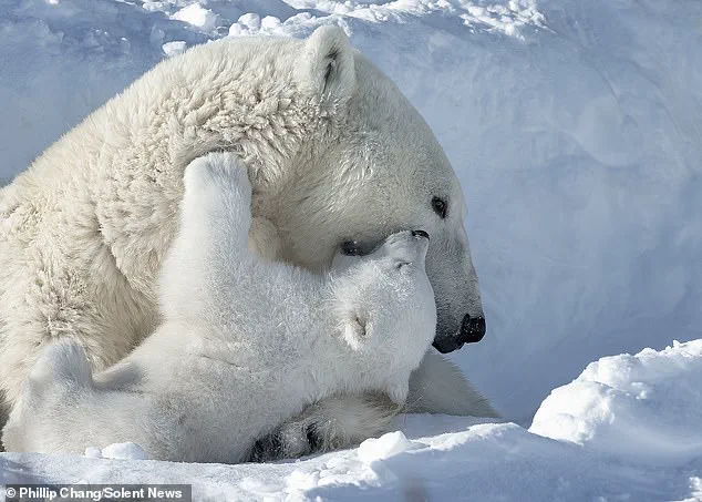 Heartwarming Arctic Moment: Polar Bear Cubs Snuggle as Mother Naps, Highlighting Urgent Conservation Needs