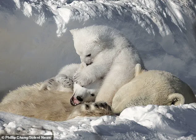 Heartwarming Arctic Moment: Polar Bear Cubs Snuggle as Mother Naps, Highlighting Urgent Conservation Needs