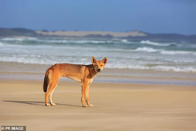 Tragedy on K'gari Beach: Young Canadian Woman Found Dead Among Dingoes, Sparking Safety Concerns