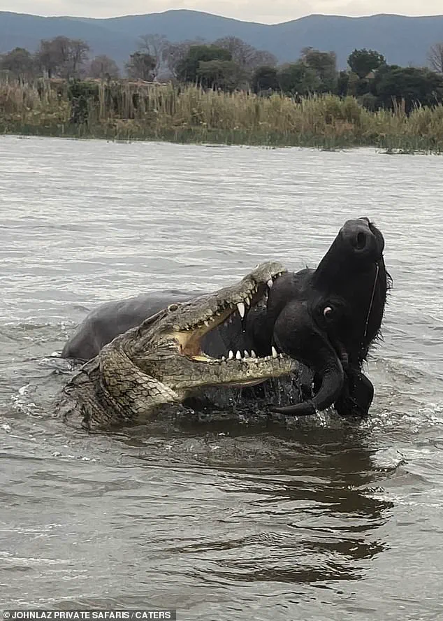 Rare Footage Captures Brutal Encounter Between Buffalo and Crocodile in Zambia's Lower Zambezi River