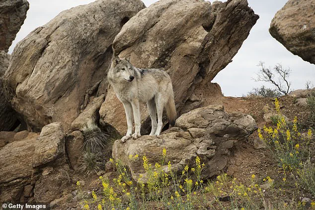 Three Gray Wolves Lethally Removed in Northern Utah Amid Conservation and Community Debate
