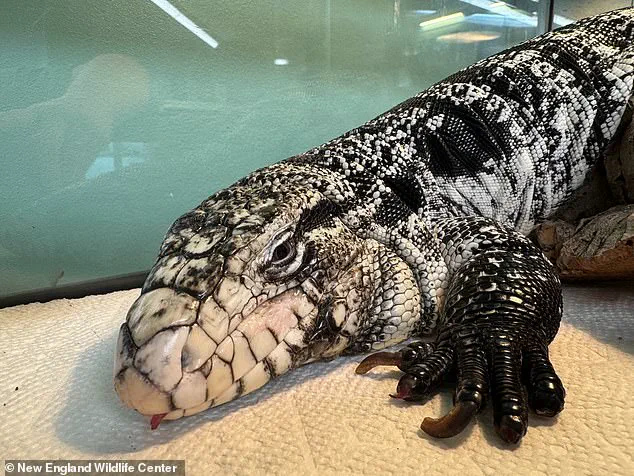 Exotic Tegu Lizard Discovered Buried in Snow Outside Rhode Island Home