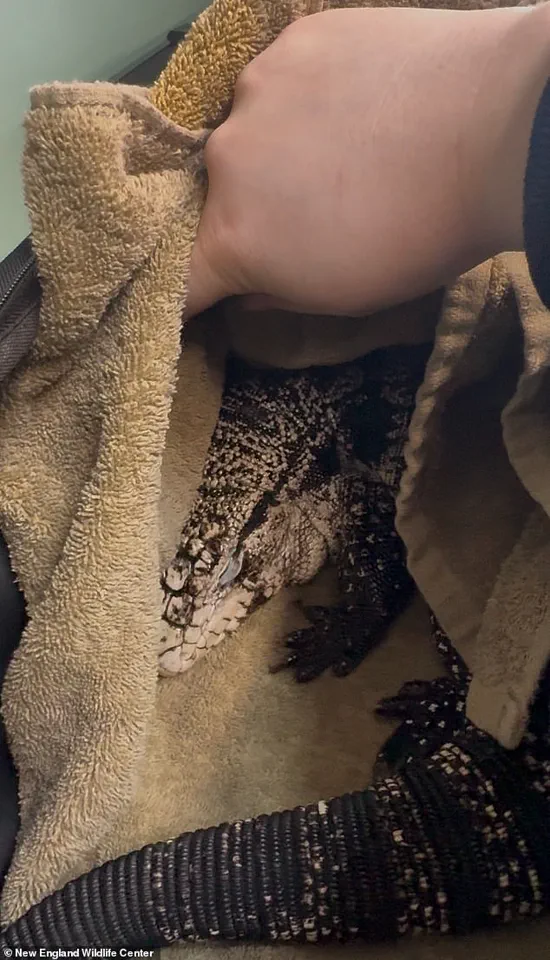 Exotic Tegu Lizard Discovered Buried in Snow Outside Rhode Island Home