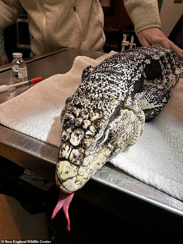 Exotic Tegu Lizard Discovered Buried in Snow Outside Rhode Island Home