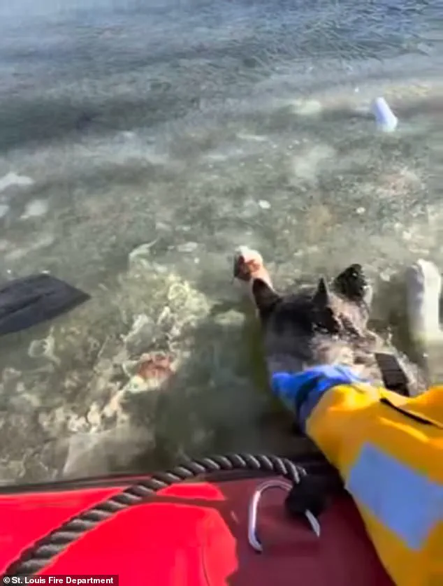 Race Against Time: Dog Rescued from Frozen Lake in St. Louis as Temperatures Plummet to 9°F