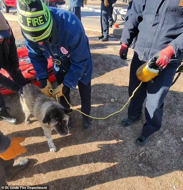 Race Against Time: Dog Rescued from Frozen Lake in St. Louis as Temperatures Plummet to 9°F