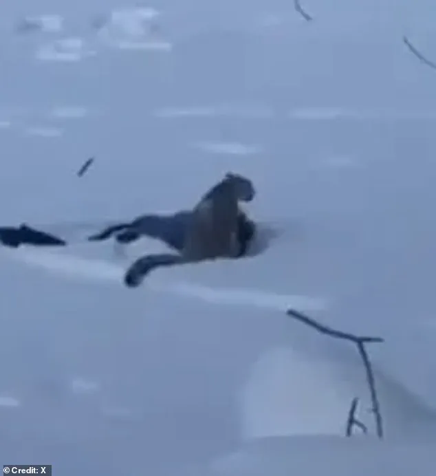 BREAKING: Rare Snow Leopard Attacks Tourist in Northern China's UNESCO Site – Chilling Selfie Taken Moments Before Brutal Encounter