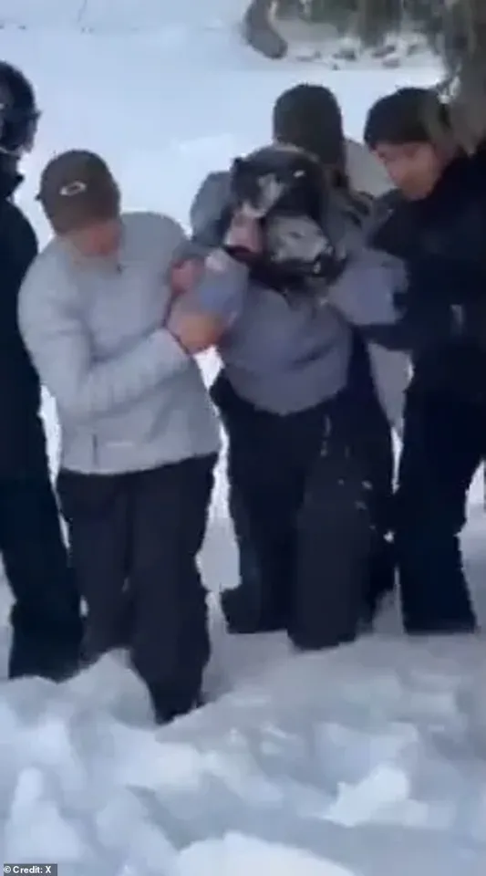 BREAKING: Rare Snow Leopard Attacks Tourist in Northern China's UNESCO Site – Chilling Selfie Taken Moments Before Brutal Encounter