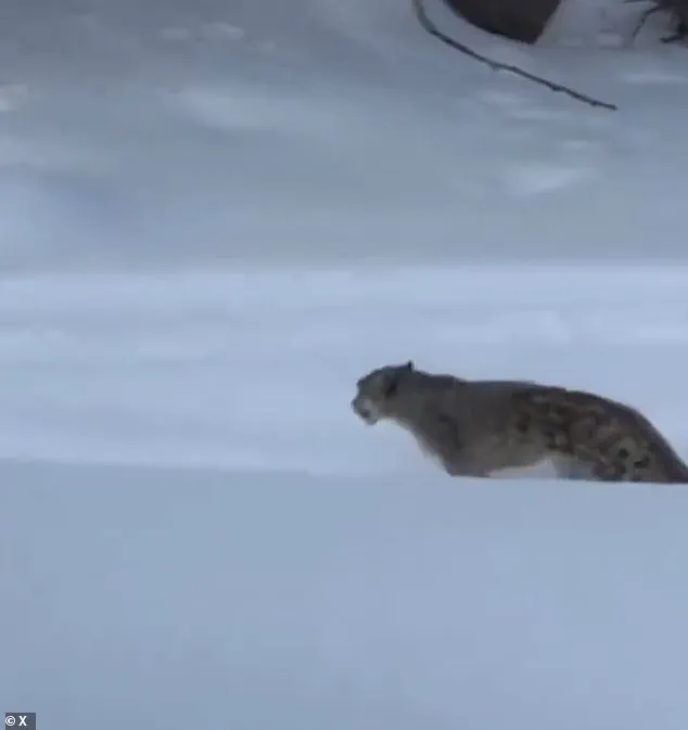BREAKING: Rare Snow Leopard Attacks Tourist in Northern China's UNESCO Site – Chilling Selfie Taken Moments Before Brutal Encounter