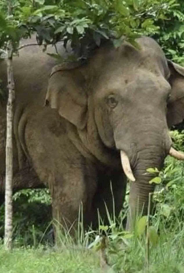 Rogue Elephant Kills Thai Tourist in Khao Yai National Park, Third Fatality in Series