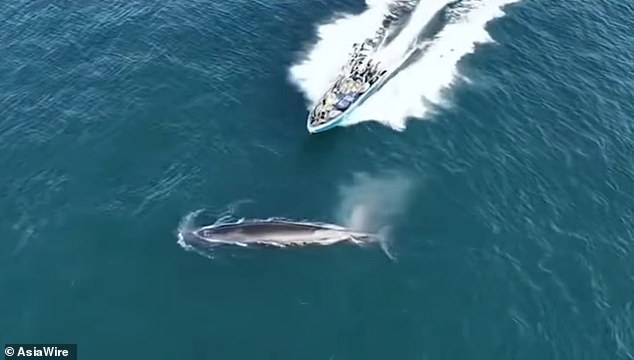 Bryde's Whale Collides with Fishing Vessel Near Weizhou Island, Leaving Scar Amid Regulation Violation