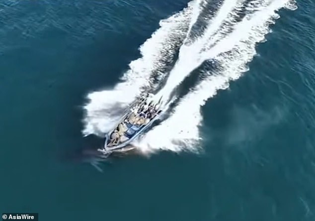 Bryde's Whale Collides with Fishing Vessel Near Weizhou Island, Leaving Scar Amid Regulation Violation