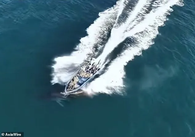 Bryde's Whale Collides with Fishing Vessel Near Weizhou Island, Leaving Scar Amid Regulation Violation