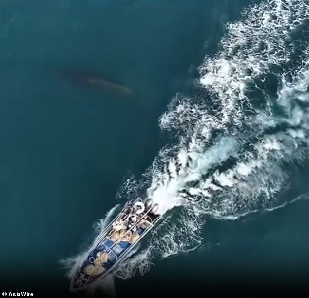 Bryde's Whale Collides with Fishing Vessel Near Weizhou Island, Leaving Scar Amid Regulation Violation
