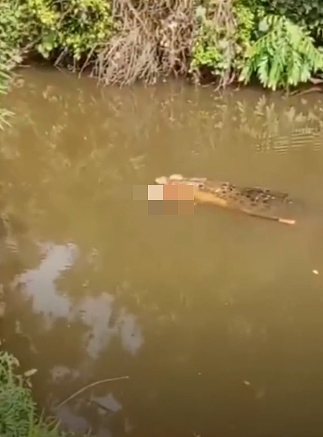 Tragedy Strikes Aceh as Crocodile Claims Life of Local Woman