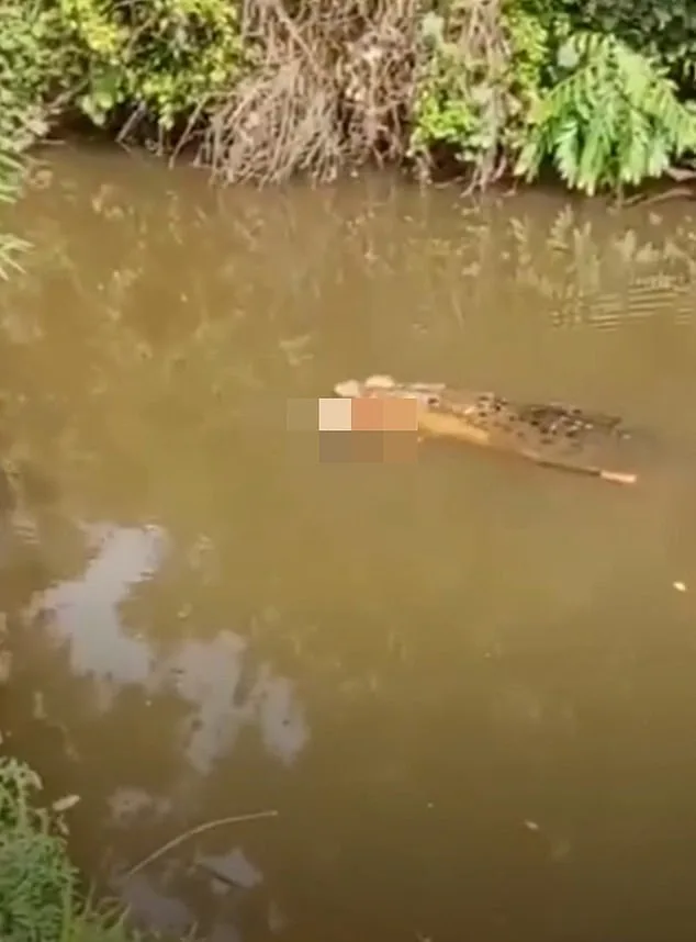 Tragedy Strikes Aceh as Crocodile Claims Life of Local Woman