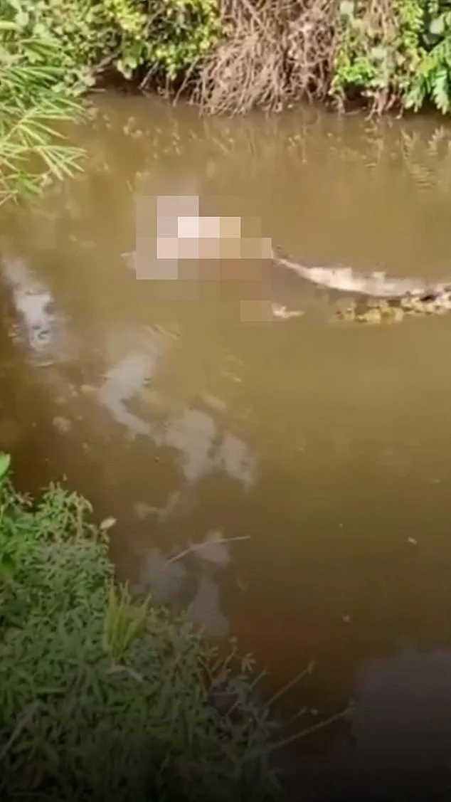 Tragedy Strikes Aceh as Crocodile Claims Life of Local Woman