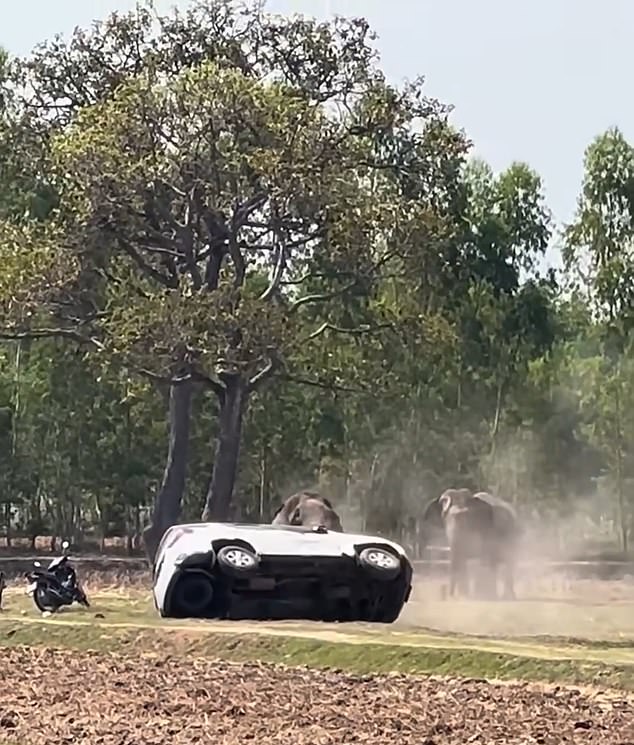 Elephant's Violent Frenzy After Interrupted Mating Ritual Leaves Caretaker Injured in Thailand