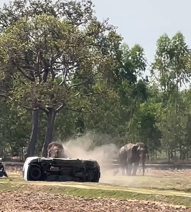 Elephant's Violent Frenzy After Interrupted Mating Ritual Leaves Caretaker Injured in Thailand