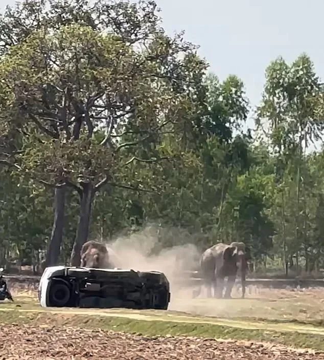Elephant's Violent Frenzy After Interrupted Mating Ritual Leaves Caretaker Injured in Thailand