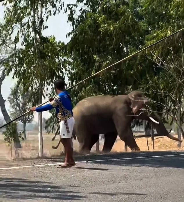 Elephant's Violent Frenzy After Interrupted Mating Ritual Leaves Caretaker Injured in Thailand