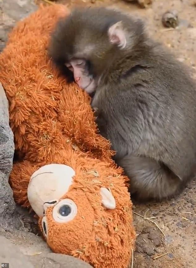 From Loneliness to Acceptance: Punch the Macaque's Heartwarming Journey with a Stuffed Orangutan