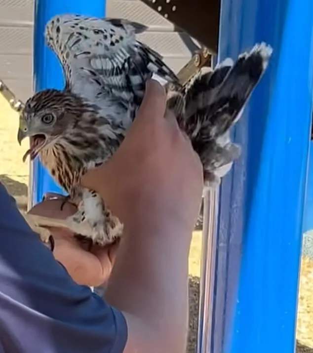 Man Sentenced for Capturing Protected Hawk in Viral Video