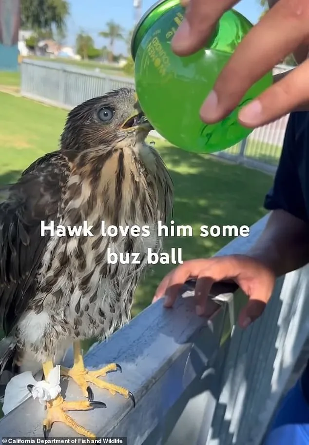 Man Sentenced for Capturing Protected Hawk in Viral Video