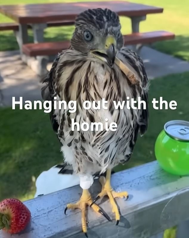 Man Sentenced for Capturing Protected Hawk in Viral Video