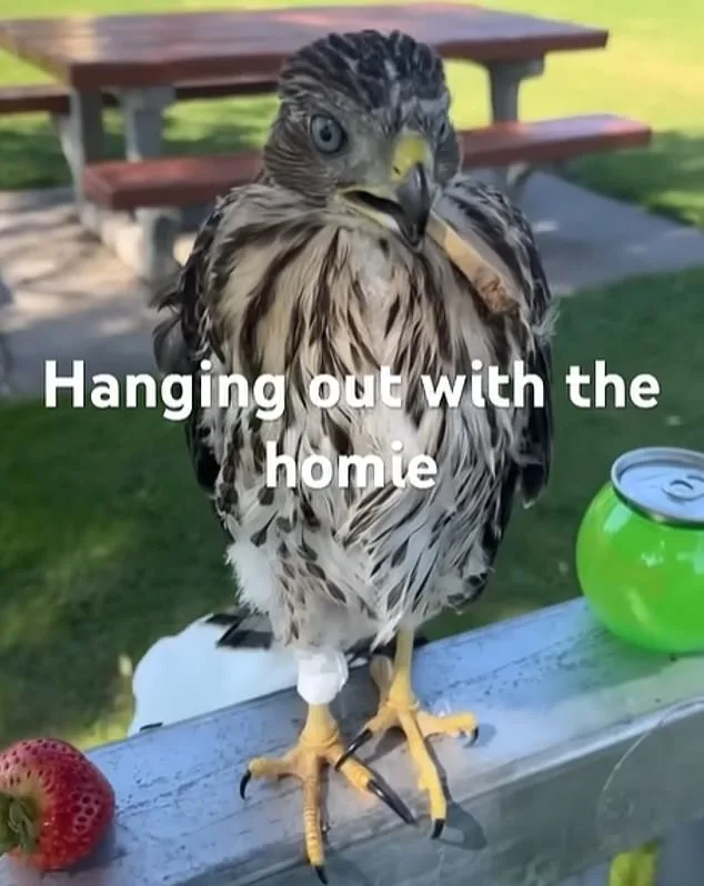 Man Sentenced for Capturing Protected Hawk in Viral Video