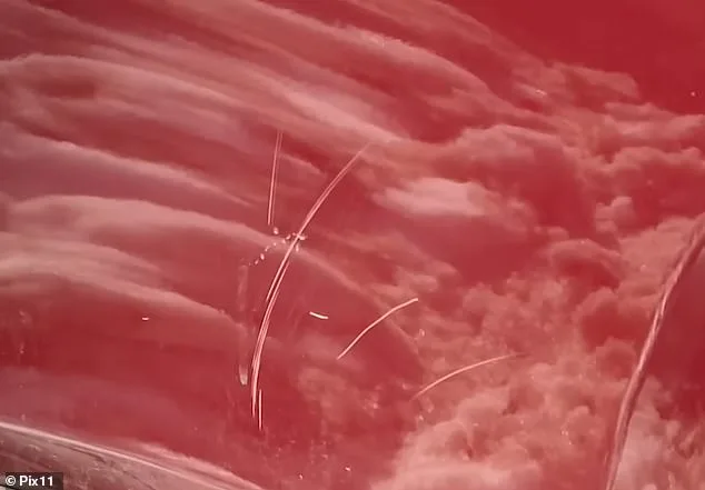 Viral Video Shows Neighbor Allegedly Shoveling Snow onto SUV During Blizzard in Queens