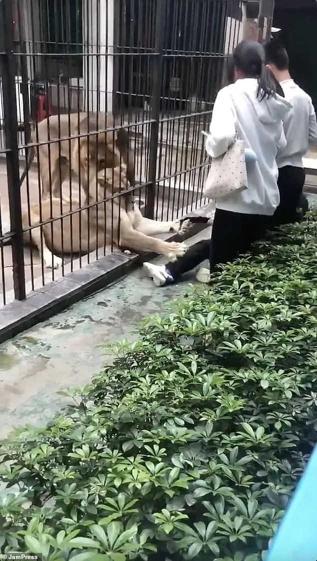 Horrific Lion Attack on 10-Year-Old at Guangdong Zoo Sparks Controversy Over Keeper's Actions